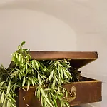 Toma * 特罗吉尔